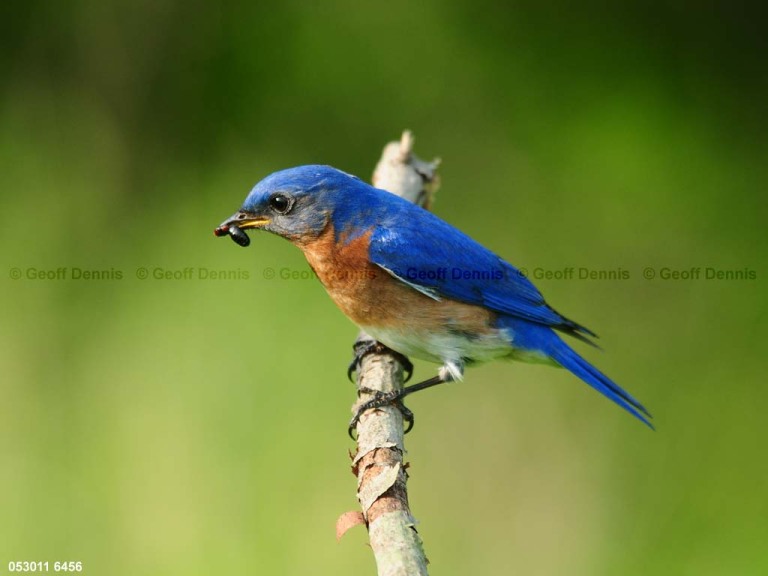 EABB-CJ_Eastern-Bluebird