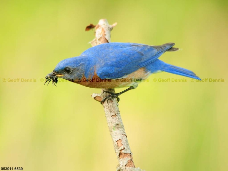 EABB-CK_Eastern-Bluebird