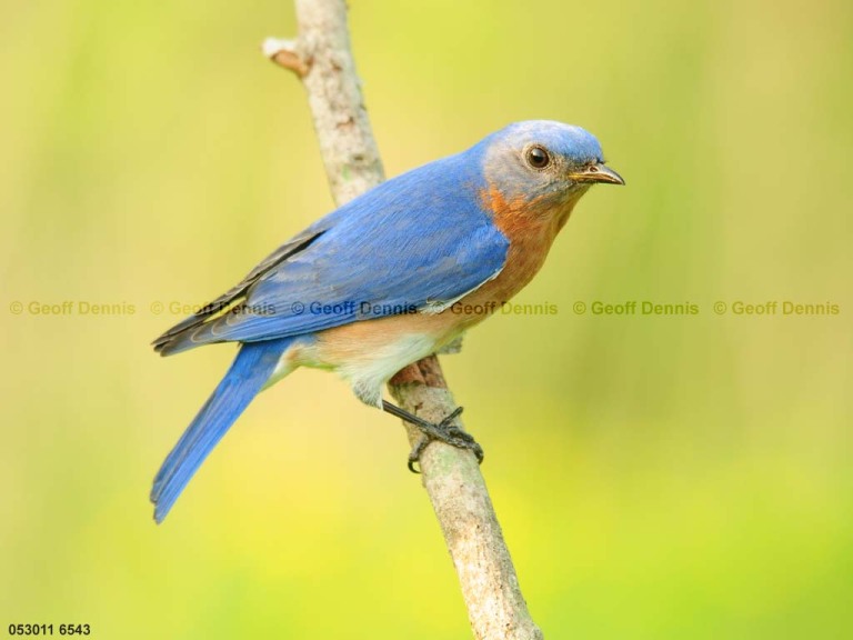 EABB-CL_Eastern-Bluebird