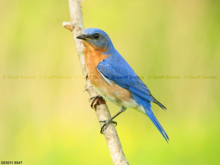 EABB-CM_Eastern-Bluebird