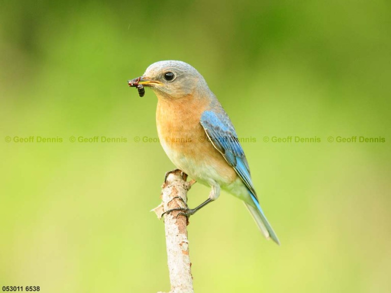 EABB-CN_Eastern-Bluebird
