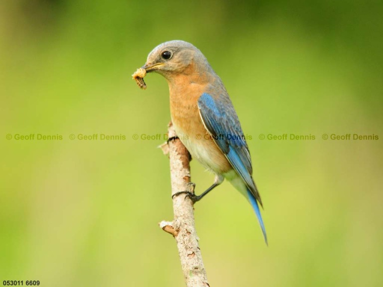 EABB-CO_Eastern-Bluebird