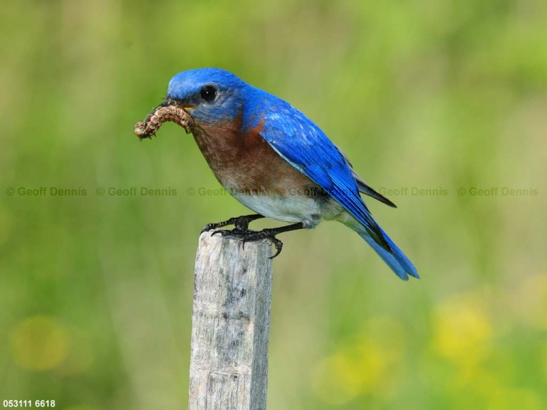 EABB-CP_Eastern-Bluebird