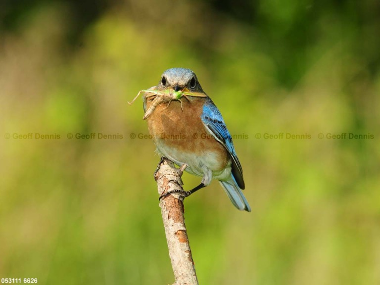 EABB-CQ_Eastern-Bluebird