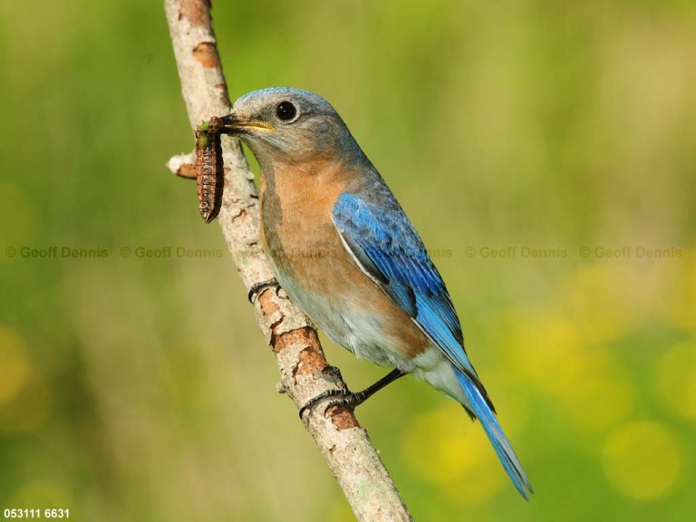 EABB-CR_Eastern-Bluebird