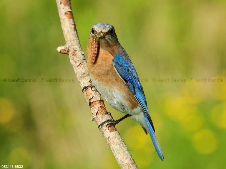 EABB-CS_Eastern-Bluebird