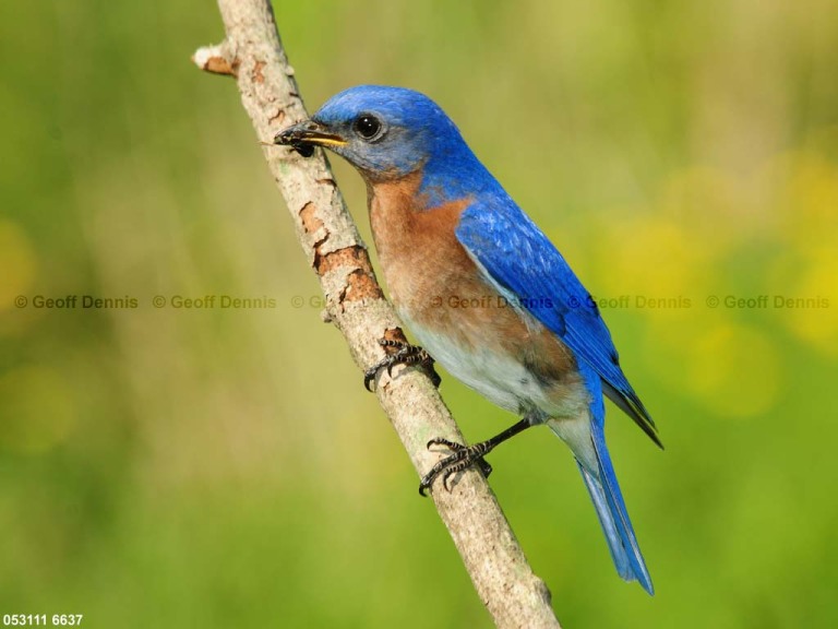 EABB-CT_Eastern-Bluebird