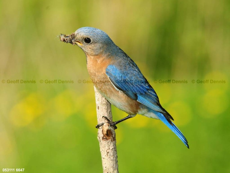 EABB-CU_Eastern-Bluebird