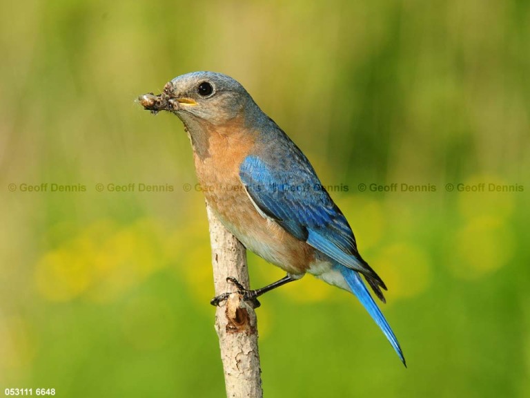 EABB-CV_Eastern-Bluebird