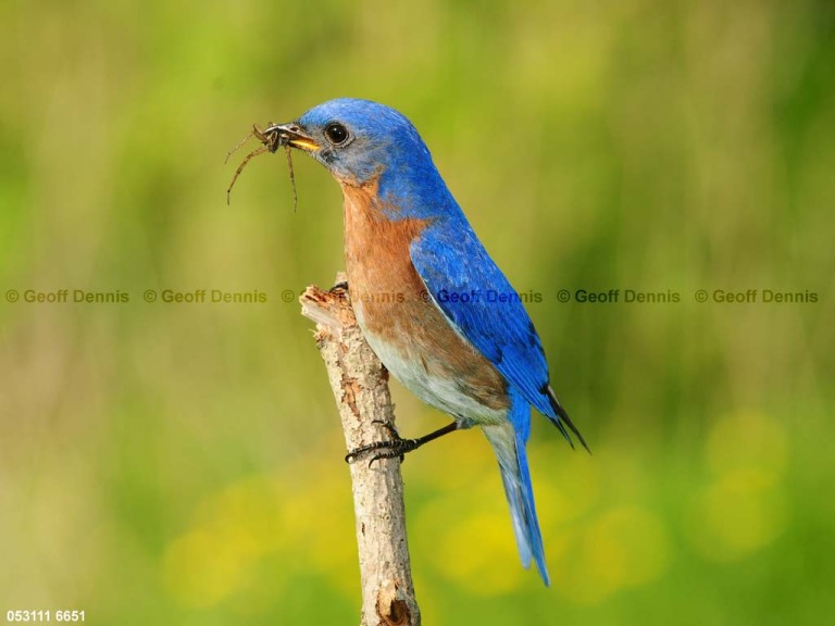 EABB-CW_Eastern-Bluebird