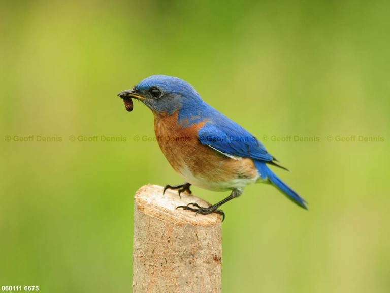 EABB-CX_Eastern-Bluebird