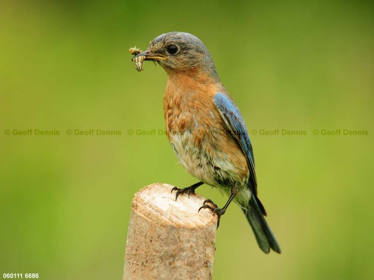 EABB-CY_Eastern-Bluebird