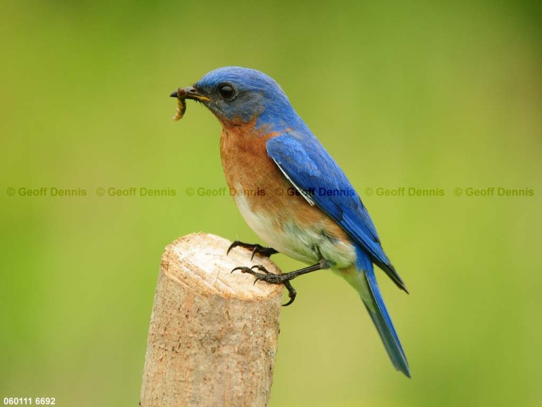 EABB-CZ_Eastern-Bluebird