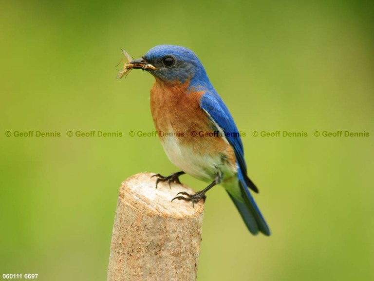EABB-DA_Eastern-Bluebird