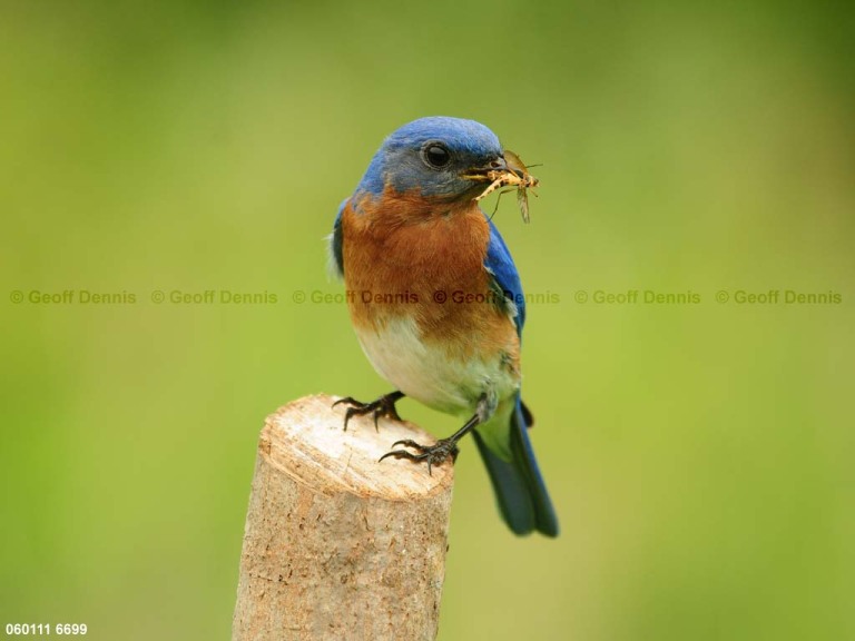 EABB-DB_Eastern-Bluebird