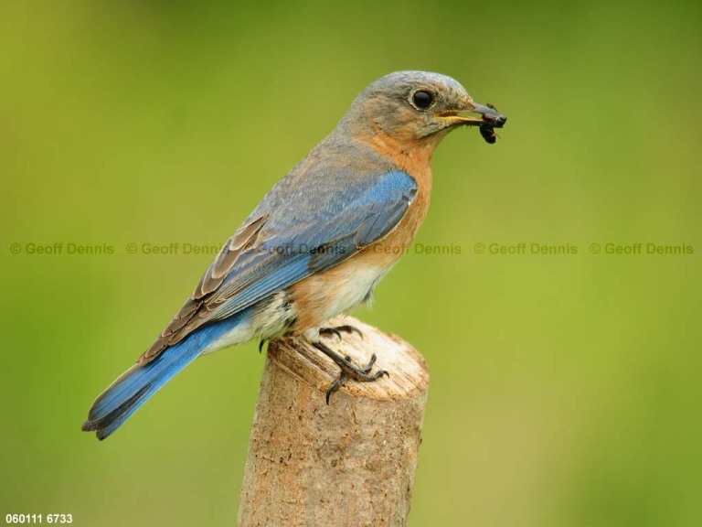EABB-DC_Eastern-Bluebird
