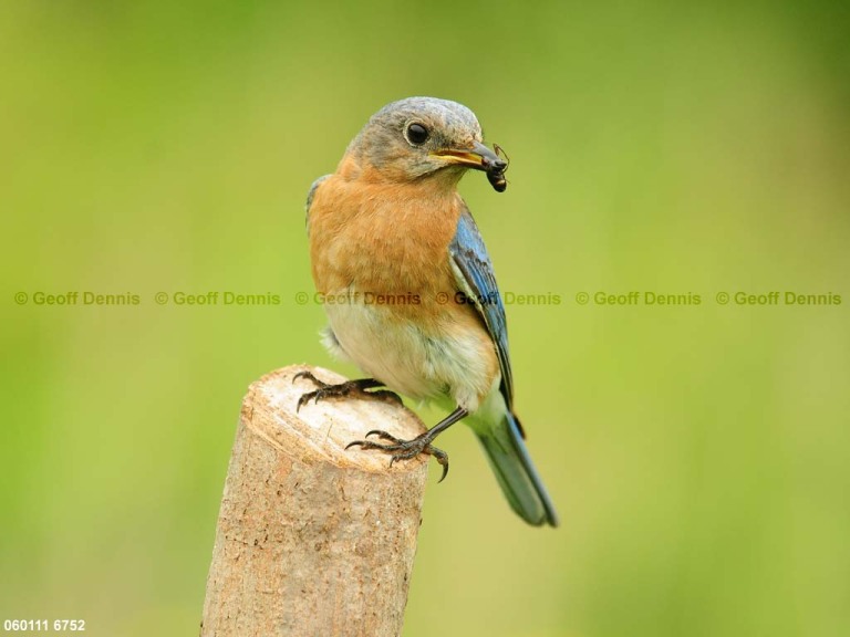 EABB-DD_Eastern-Bluebird