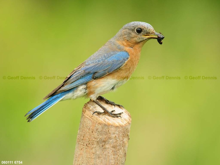 EABB-DE_Eastern-Bluebird