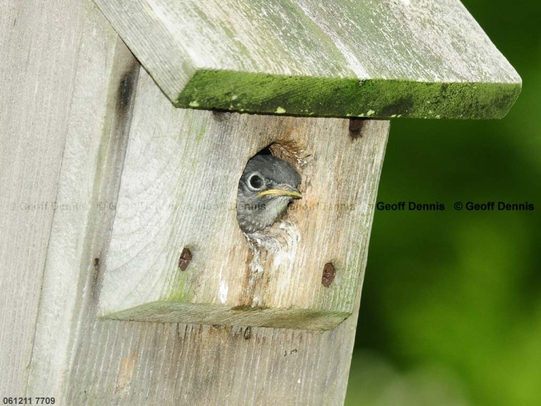 EABB-DF_Eastern-Bluebird