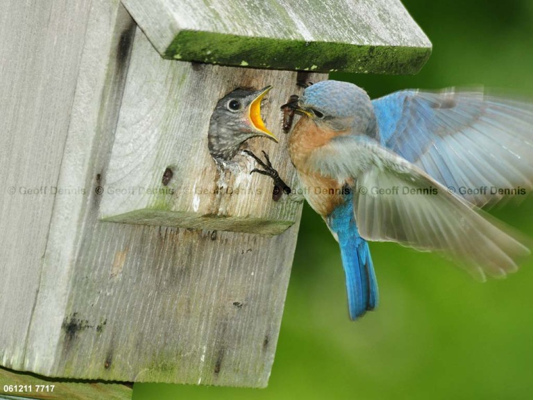 EABB-DG_Eastern-Bluebird