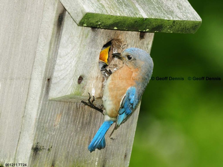EABB-DH_Eastern-Bluebird