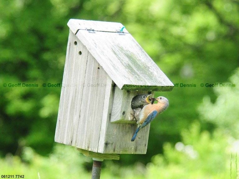 EABB-DI_Eastern-Bluebird