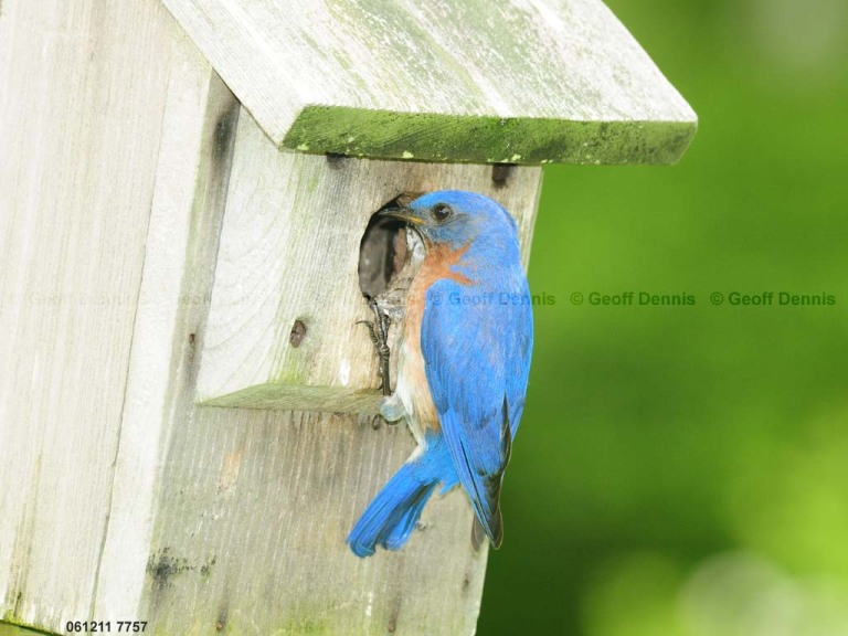 EABB-DJ_Eastern-Bluebird
