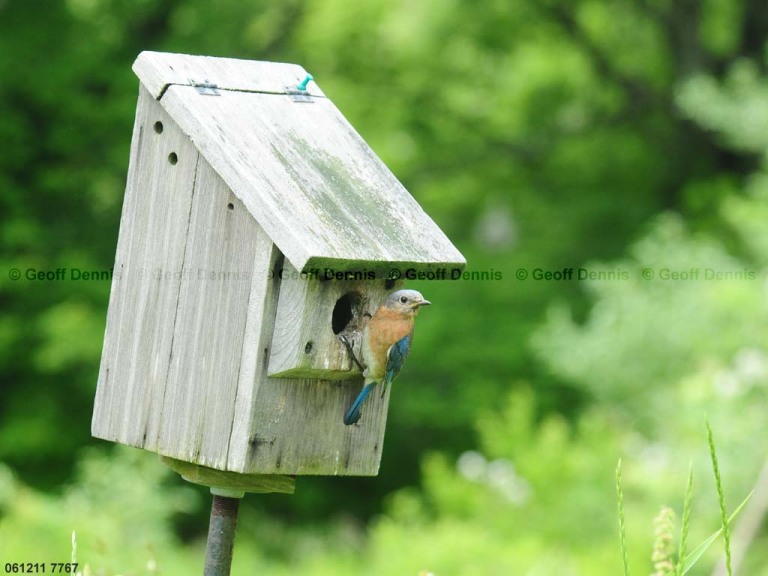EABB-DK_Eastern-Bluebird