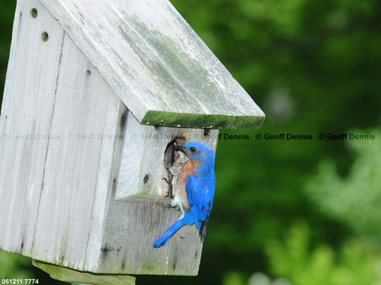 EABB-DL_Eastern-Bluebird