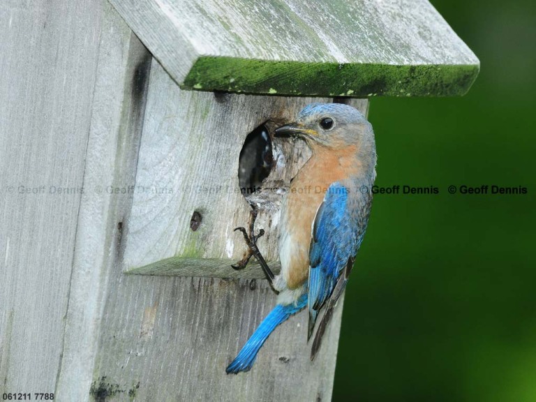 EABB-DM_Eastern-Bluebird