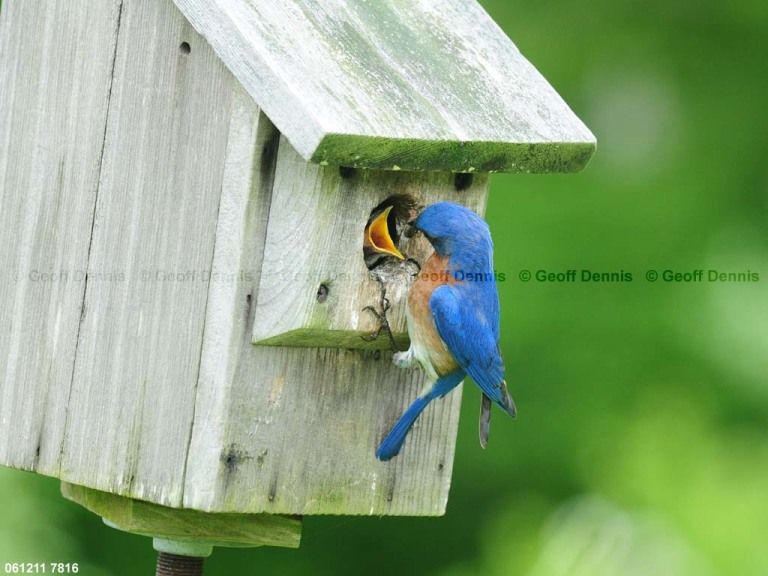 EABB-DN_Eastern-Bluebird