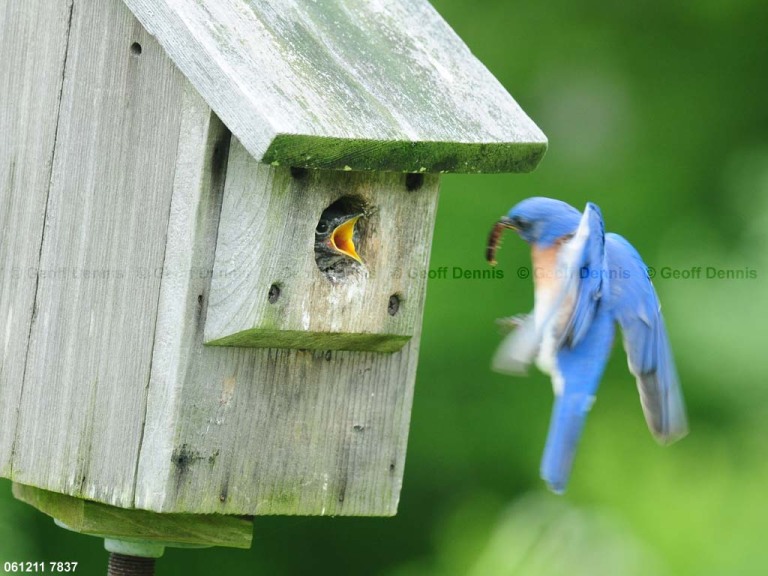 EABB-DO_Eastern-Bluebird