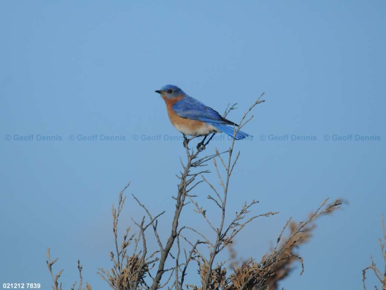EABB-DP_Eastern-Bluebird