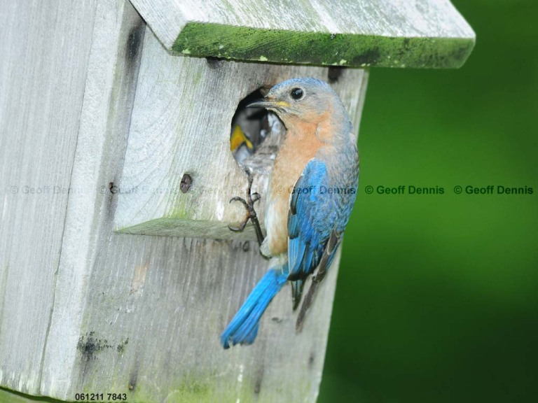 EABB-DQ_Eastern-Bluebird
