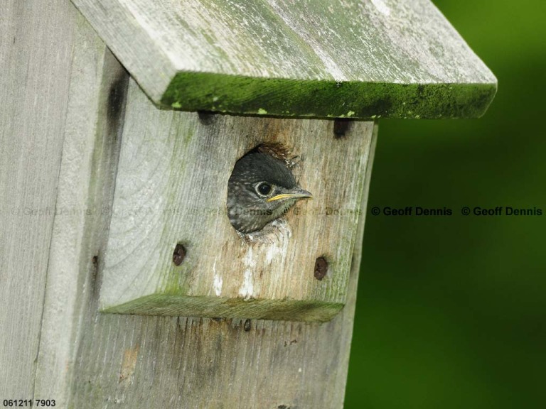 EABB-DR_Eastern-Bluebird