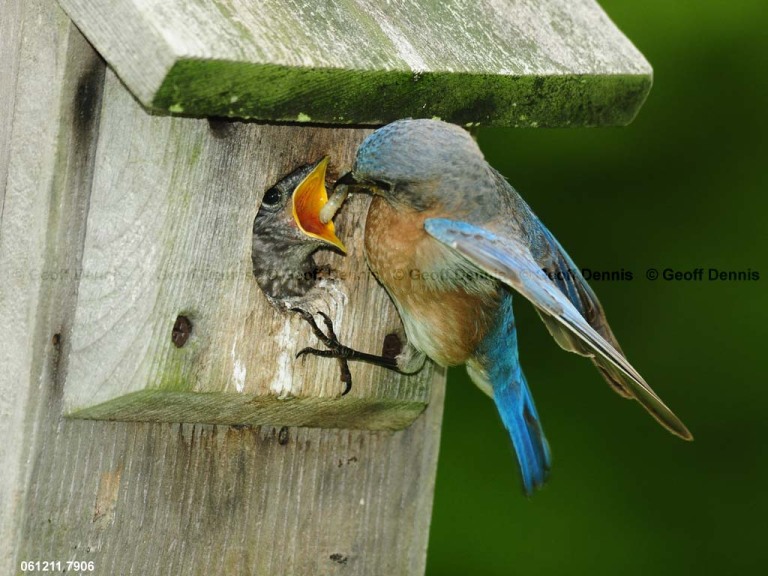 EABB-DS_Eastern-Bluebird