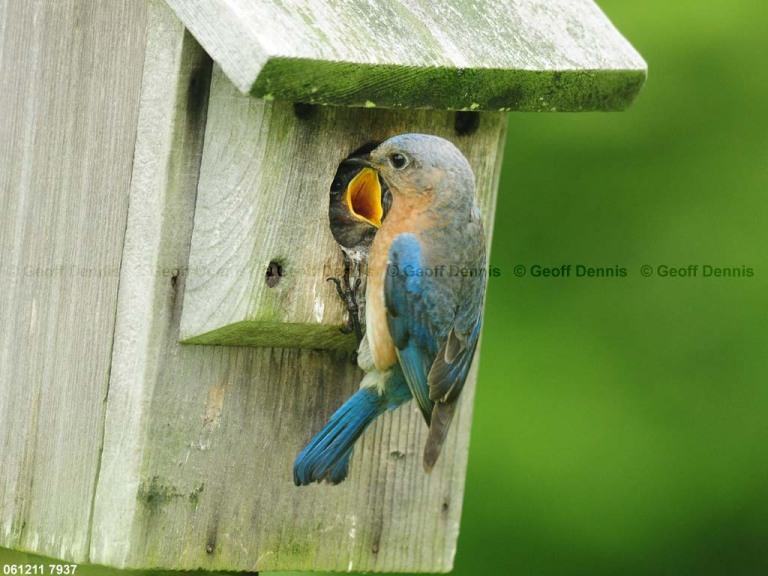 EABB-DT_Eastern-Bluebird