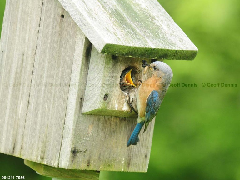 EABB-DU_Eastern-Bluebird