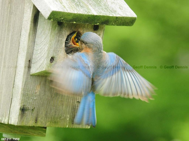 EABB-DV_Eastern-Bluebird