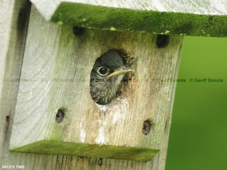 EABB-DW_Eastern-Bluebird