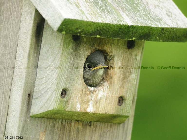 EABB-DX_Eastern-Bluebird