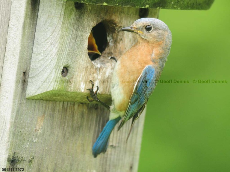 EABB-DY_Eastern-Bluebird