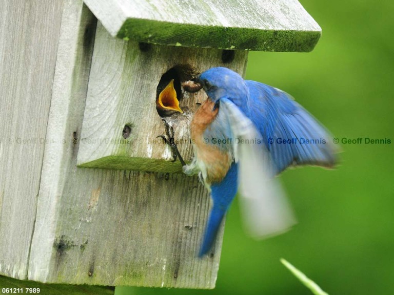 EABB-DZ_Eastern-Bluebird