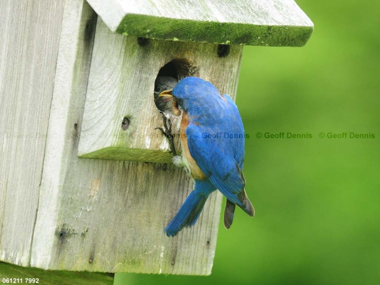 EABB-EA_Eastern-Bluebird
