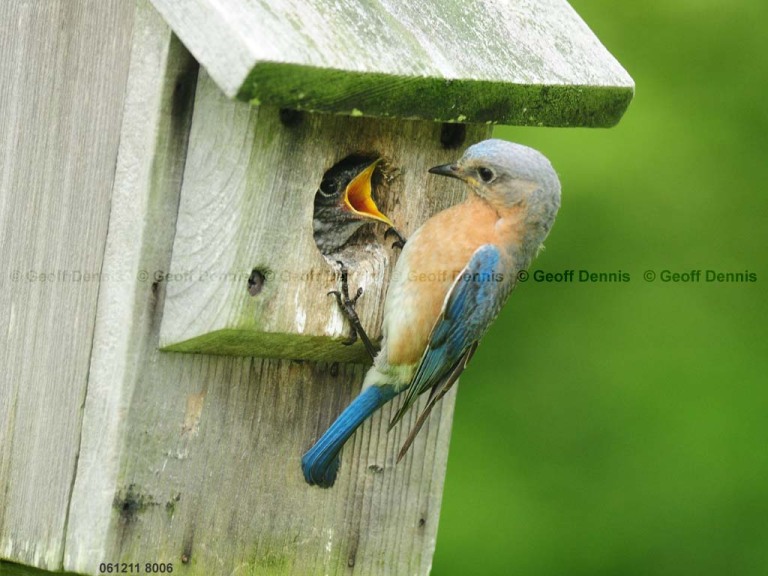 EABB-EB_Eastern-Bluebird