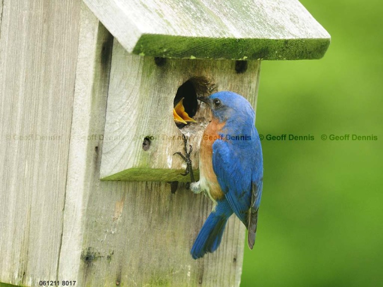 EABB-EC_Eastern-Bluebird