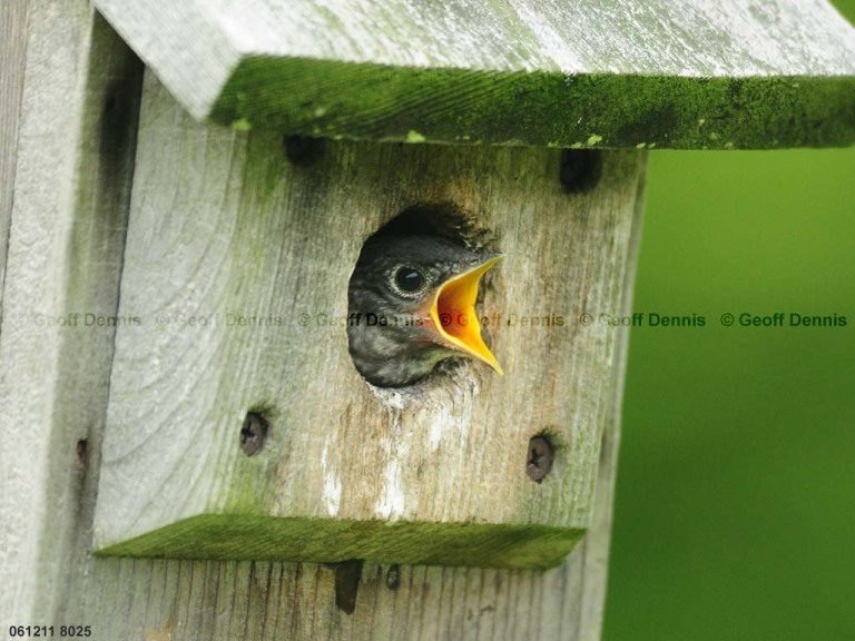 EABB-ED_Eastern-Bluebird
