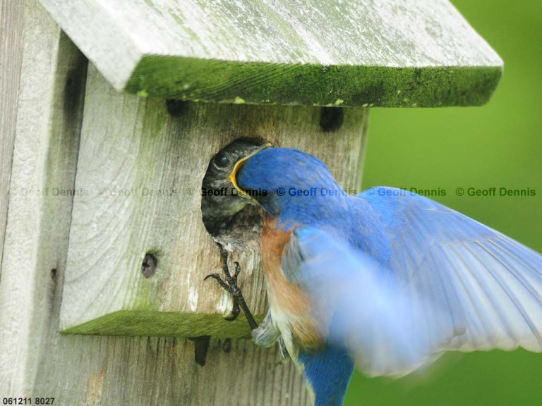 EABB-EE_Eastern-Bluebird
