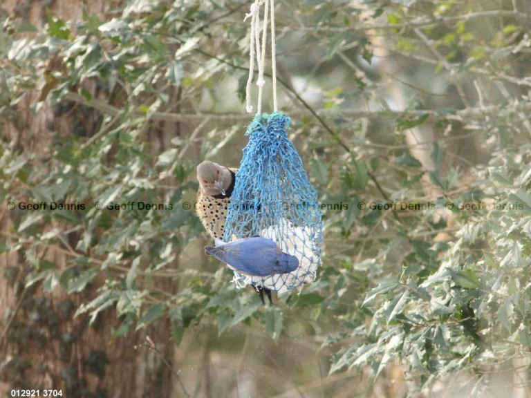 EABB-EF_Eastern-Bluebird