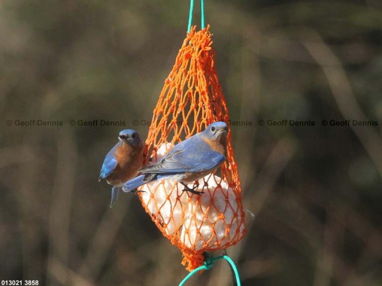 EABB-EG_Eastern-Bluebird